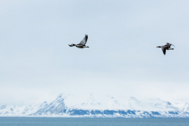 Follow me, Svalbard
